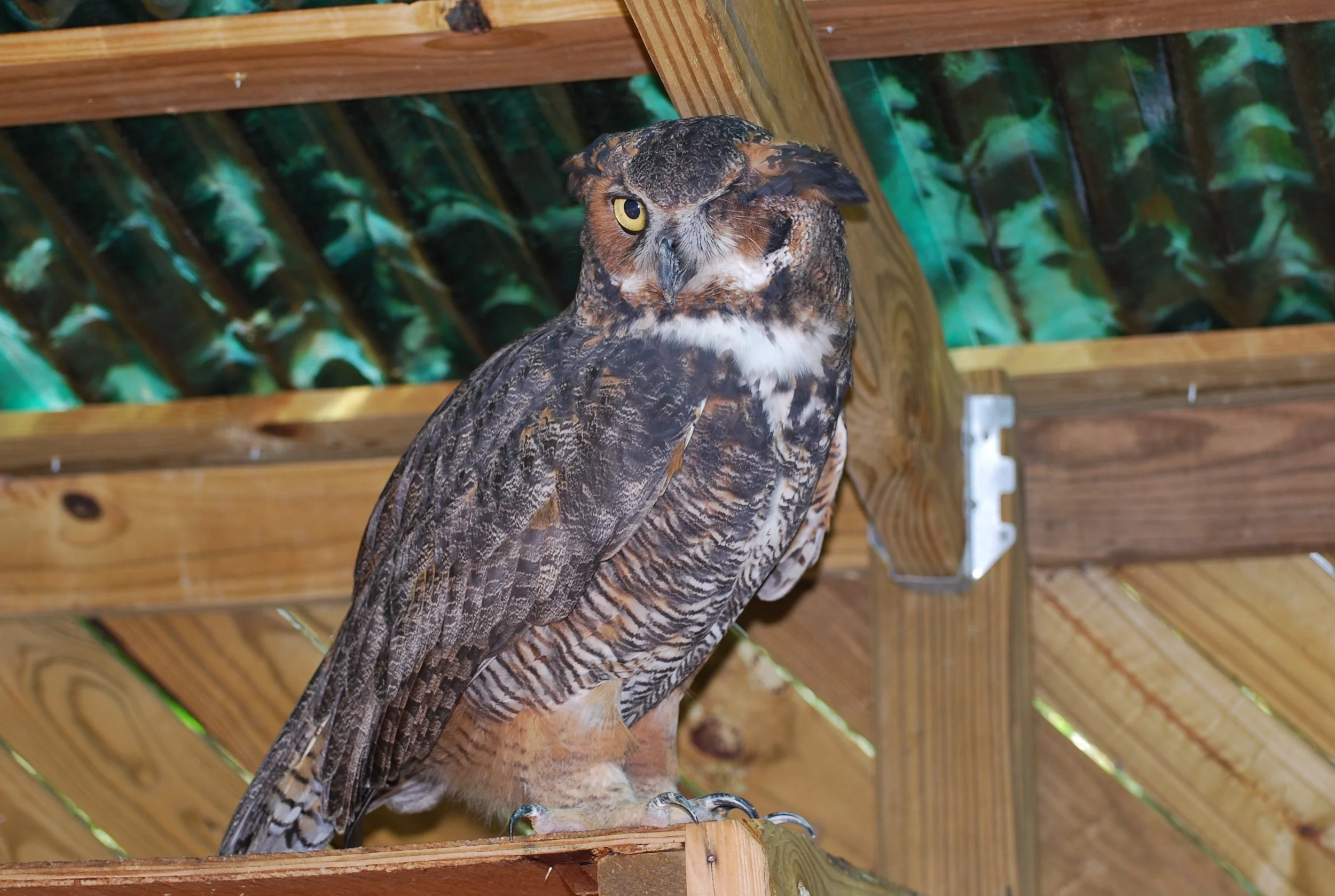 Tribute to Our Great Horned Owl — Reflection Riding | Chattanooga